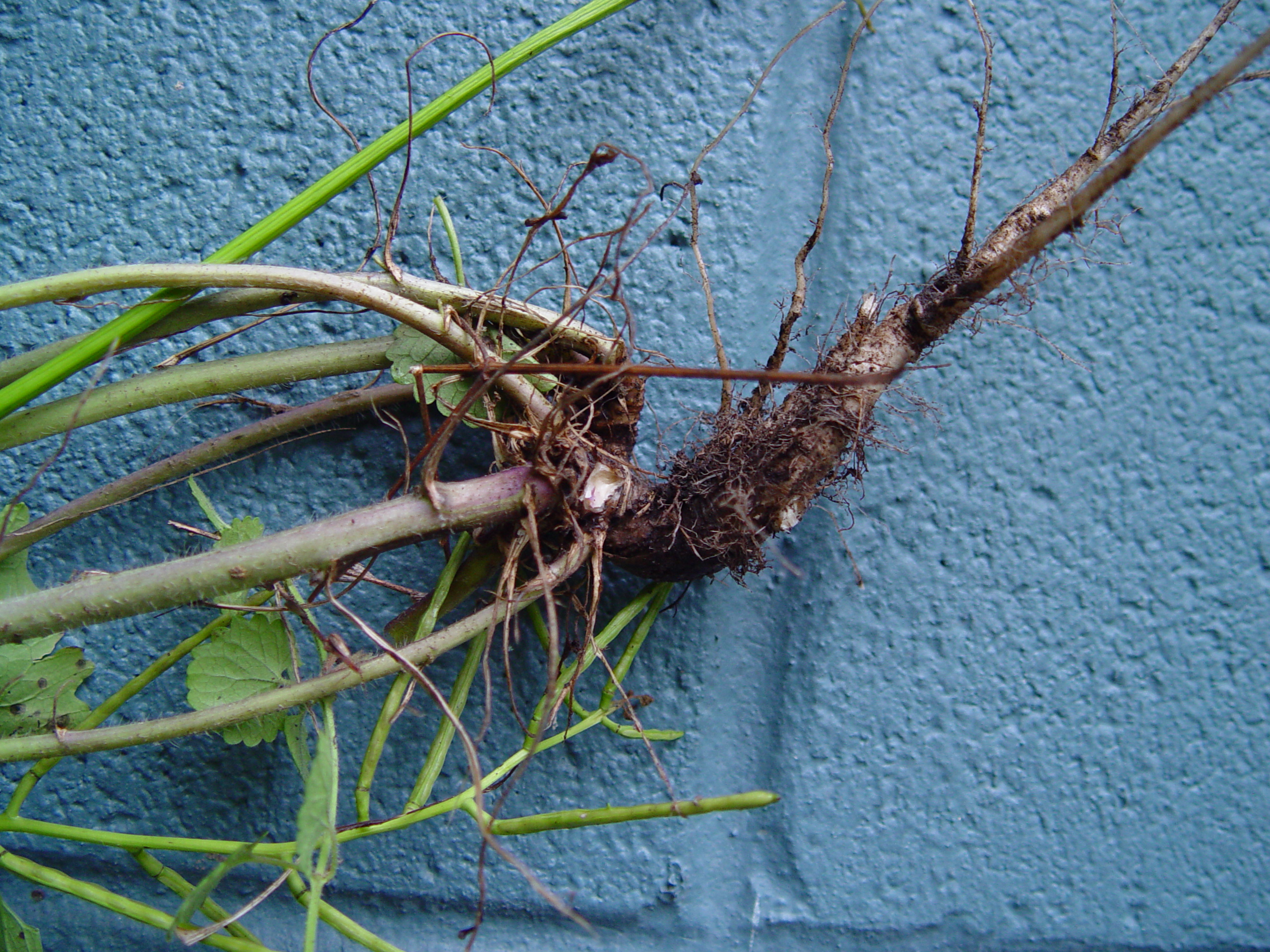 s-shaped root of garlic mustard